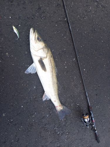 釣果