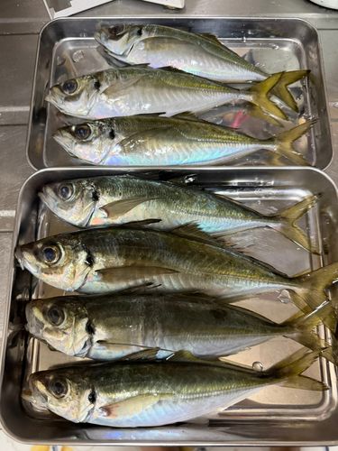 マアジの釣果