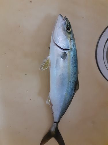 コゾクラの釣果