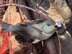 メジナの釣果