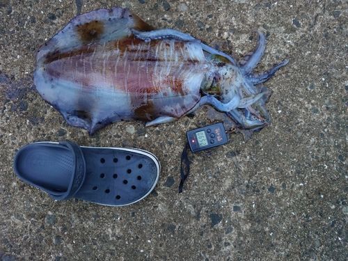 アオリイカの釣果