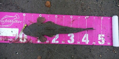 マゴチの釣果