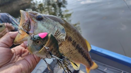 ブラックバスの釣果