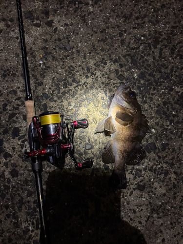クロメバルの釣果