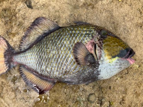 ゴマモンガラの釣果