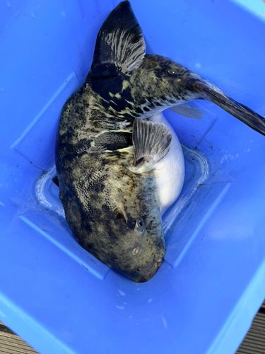 トラフグの釣果