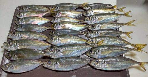 アジの釣果