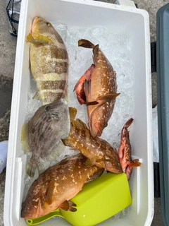 キジハタの釣果