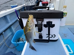 イサキの釣果