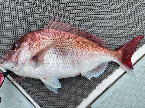 マダイの釣果