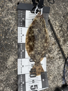 ヒラメの釣果