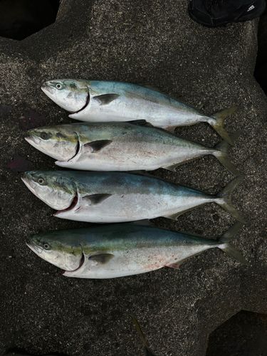 ブリの釣果