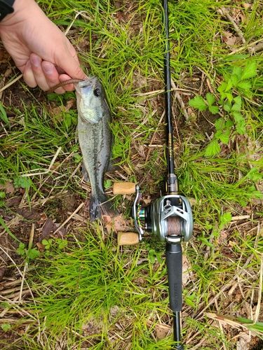 ラージマウスバスの釣果