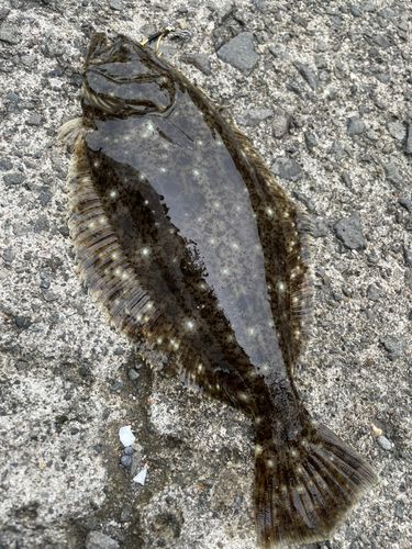 ソゲの釣果