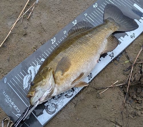 スモールマウスバスの釣果