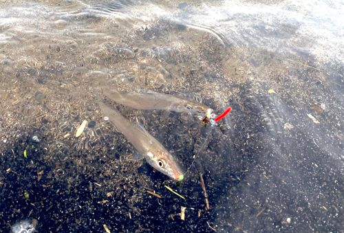 キスの釣果