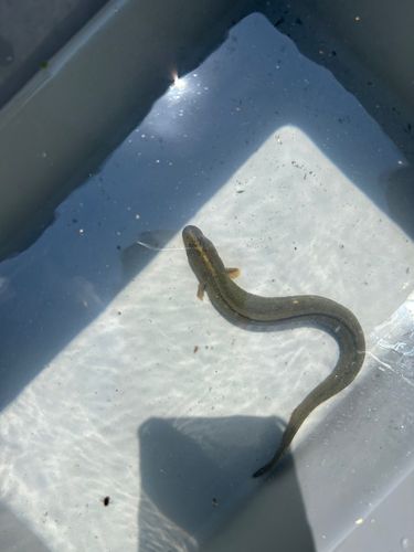 ウナギの釣果
