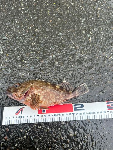カサゴの釣果