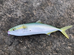 イナダの釣果