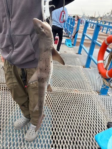 サメの釣果