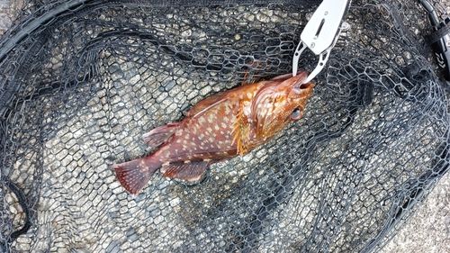 カサゴの釣果
