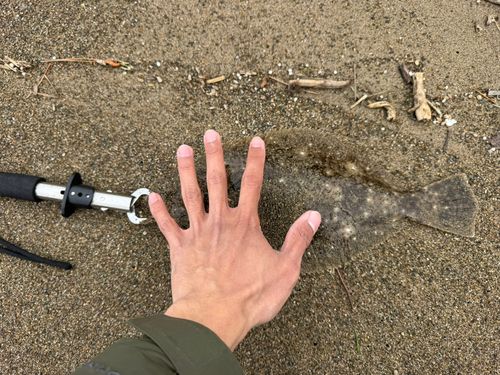ソゲの釣果