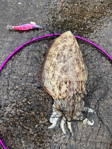 コウイカの釣果