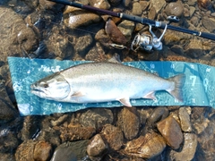 サクラマスの釣果