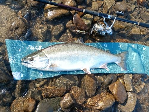 サクラマスの釣果