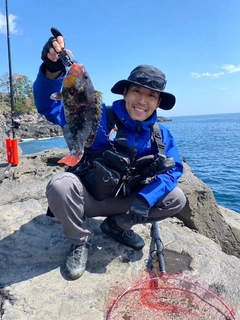 ブダイの釣果
