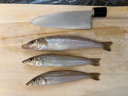 キスの釣果