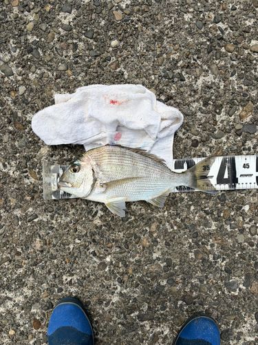 ヘダイの釣果