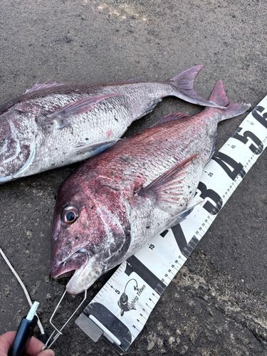 マダイの釣果