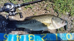 ブラックバスの釣果