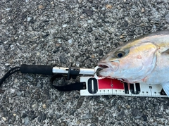ネイリの釣果