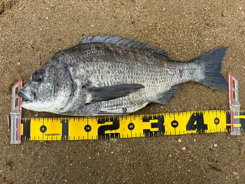 クロダイの釣果
