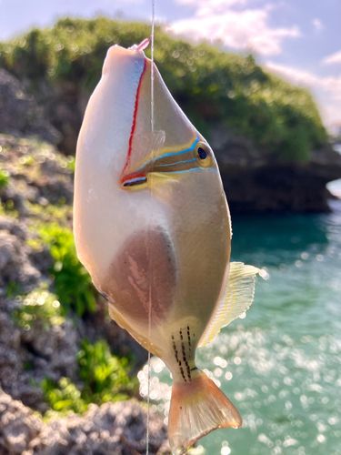 クラカケモンガラの釣果