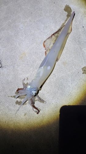 ヤリイカの釣果