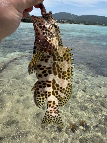 イシミーバイの釣果