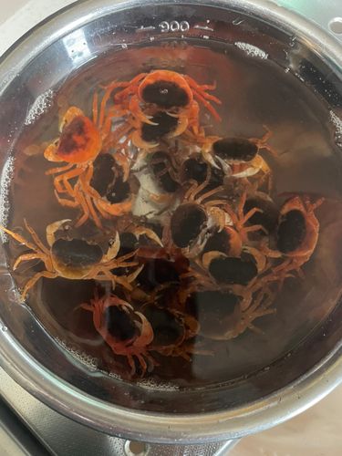 カニの釣果