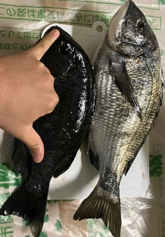 チヌの釣果