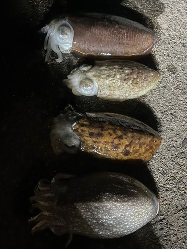 コウイカの釣果