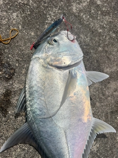 ガーラの釣果