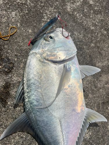 ガーラの釣果