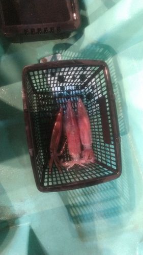 マイカの釣果