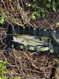 ラージマウスバスの釣果