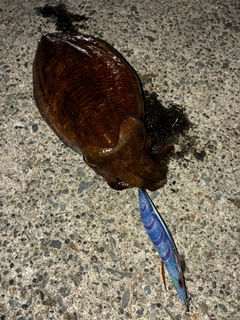 コウイカの釣果