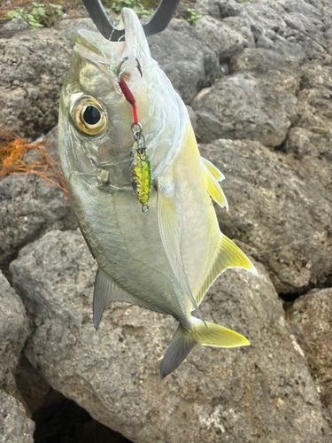 メッキの釣果