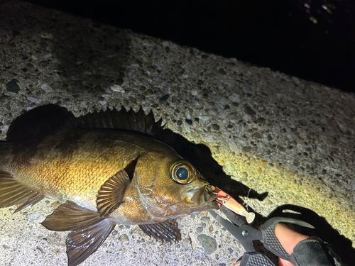 シロメバルの釣果