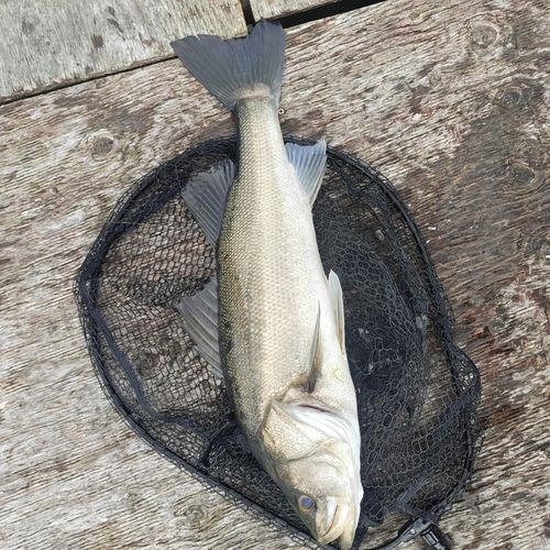 ヒラスズキの釣果